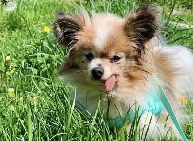Meet Lazare, the French spaniel who could be named world's oldest ever dog