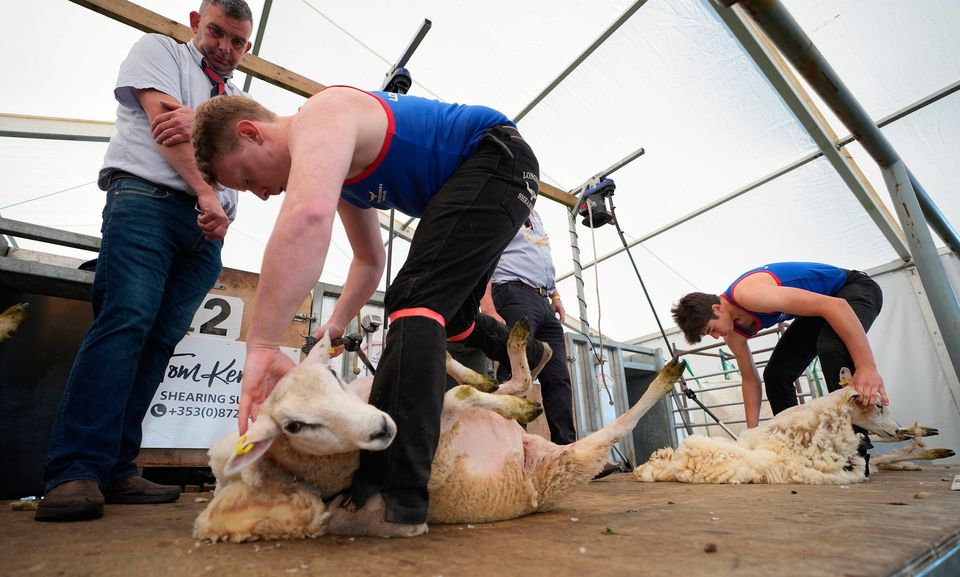 Steven Wilson from Armagh and Andy Corrigan from Wicklow take each other on in a sheep shearing competition  at the National Ploughing Championships at Ratheniska, Co Laois. Photo: Niall Carson/PA Wire