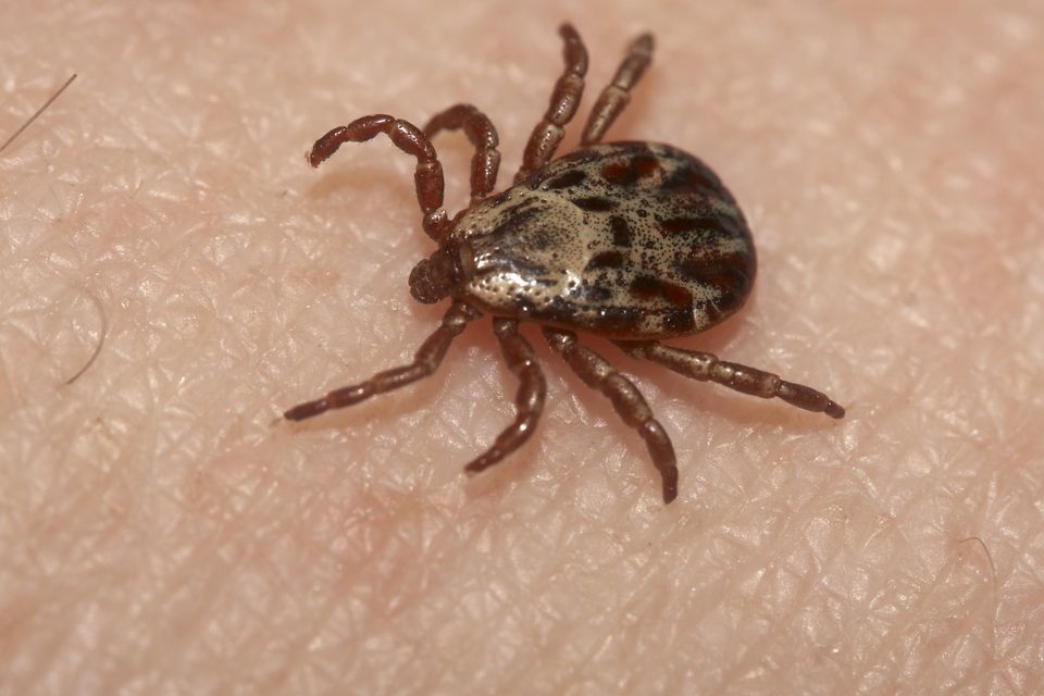 Check skin, hair and warm skin folds especially the neck and scalp of children, for ticks after a day out.