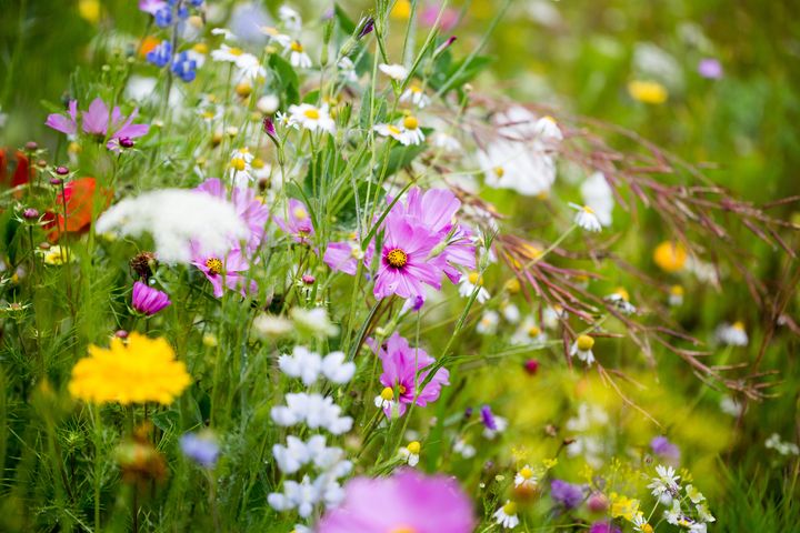 Diarmuid Gavin: How to grow your own wildflower meadow