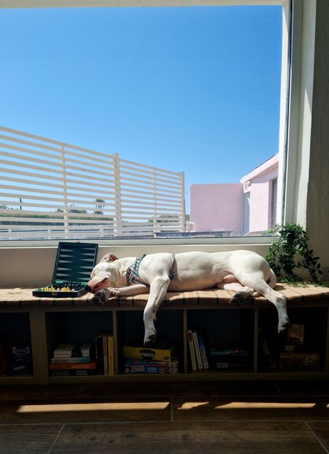 Dogs and cats are welcome at The Little Island resort