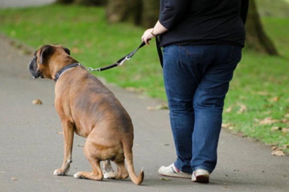It is hoped the new bye-laws will address the issue of people not cleaning up dog fouling, a problem that Cllr Noel McCarthy said “seems to be getting worse and worse”.