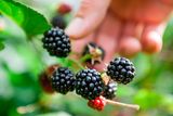 thumbnail: Picking blackberries