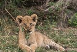 thumbnail: A Lion cub at Great Plains Duba Expedition Camp. See PA Feature TRAVEL Botswana. PA Photo/Sarah Marshall.