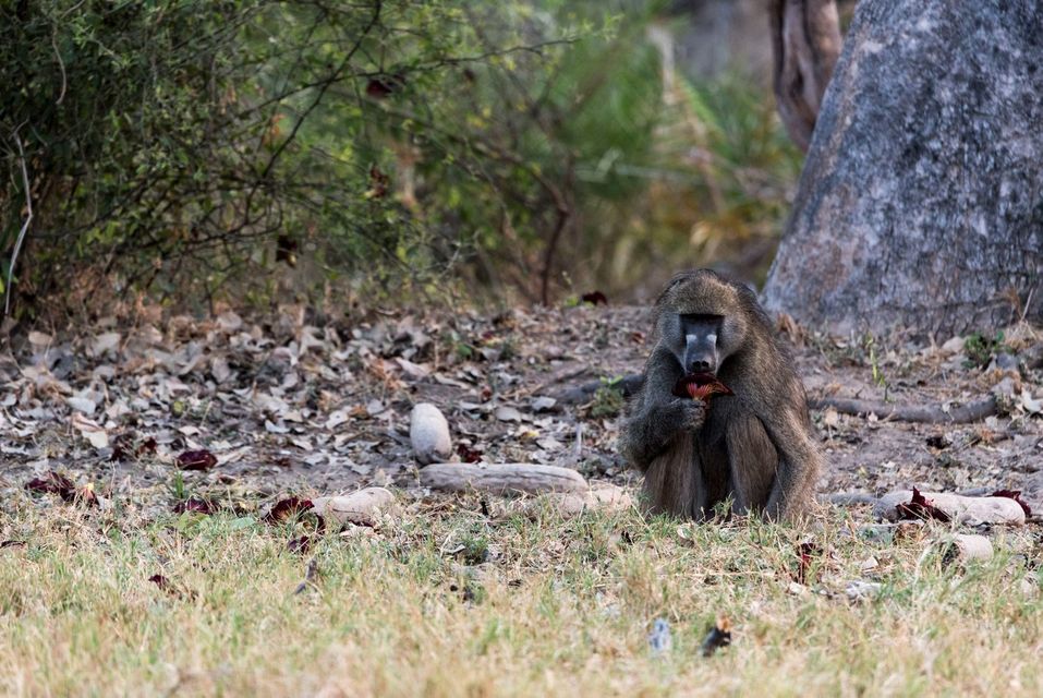 A Baboon eating flower from a sausage tree at Great Plains Duba Expedition Camp, Botswana. PA Photo/Sarah Marshall.