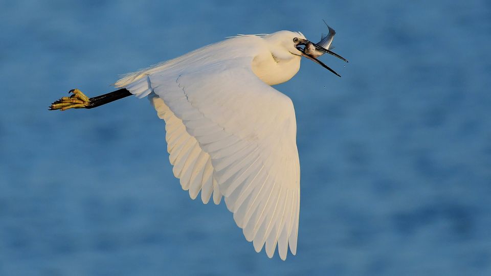 Pat Somers was shortlisted in the Wildlife and the Coast category for his image Little Egret and Mullet taken in Ferrybank, Co Wexford.