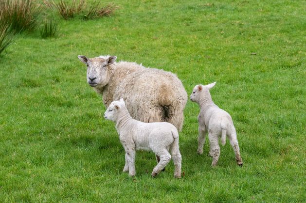 Factory demand puts wind behind hogget and cull ewe trade