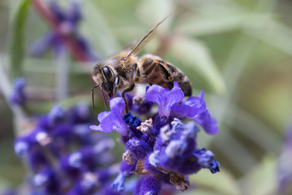 A bee is seen foraging nectar from lavender in a garden in Warsaw, Poland. Photo: Getty