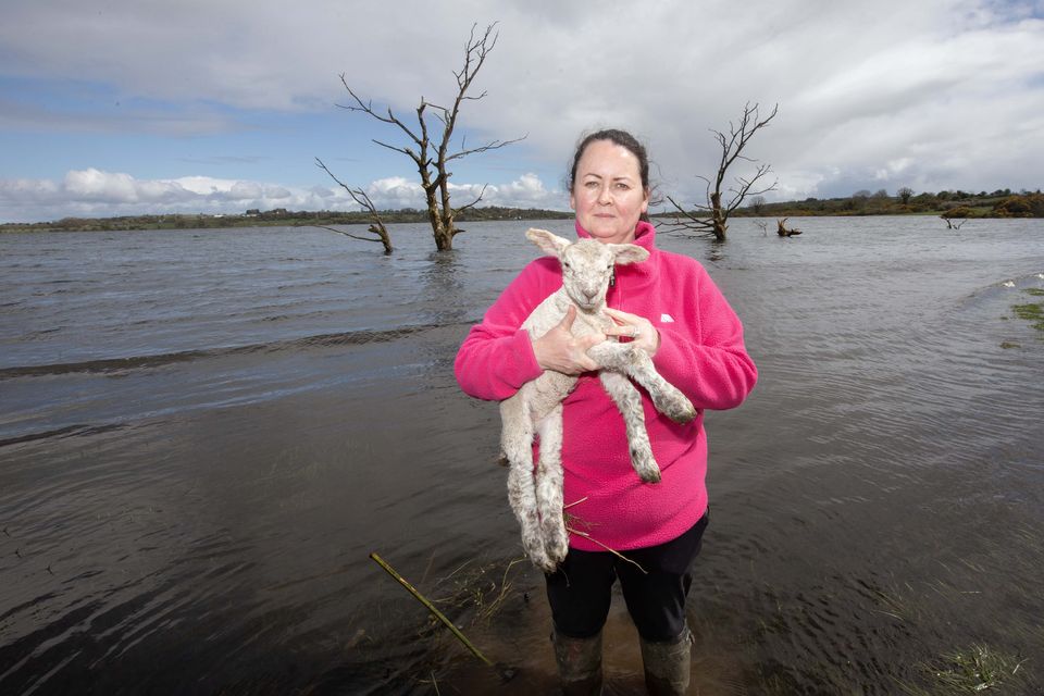 Fionnuala Mee with a newborn lamb that should be running in the field which is now flooded in Funshinagh, Co Roscommon. Photo: Brian Farrell