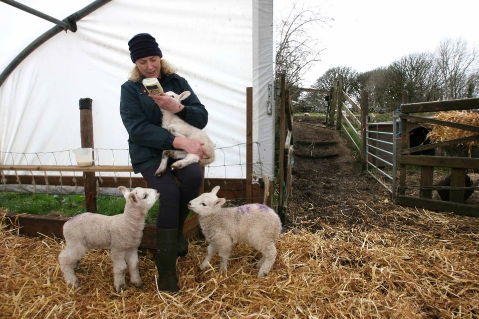 Bridget Murphy on her farm in Sligo
