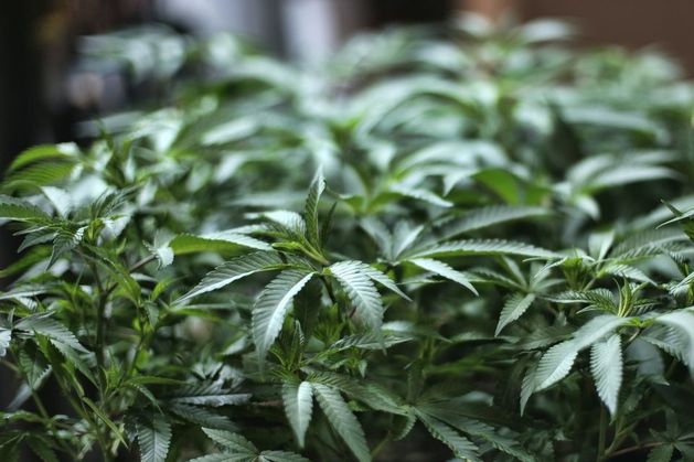 Vigilant neighbour's sharp sense of smell results in cannabis growhouse raid at Wexford house