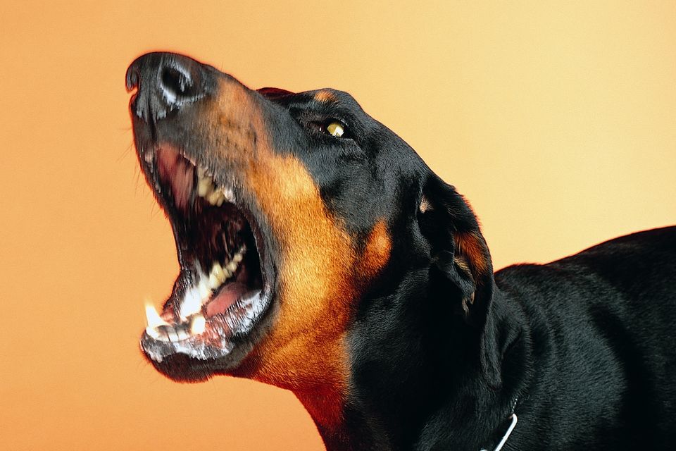 Barking dog (stock image)