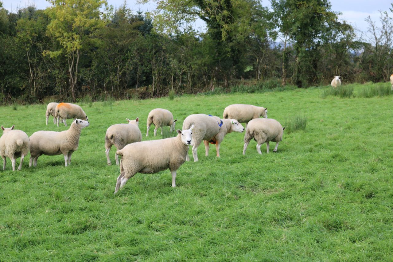 Rams are ready to go again for a second cycle of repeats | Irish ...