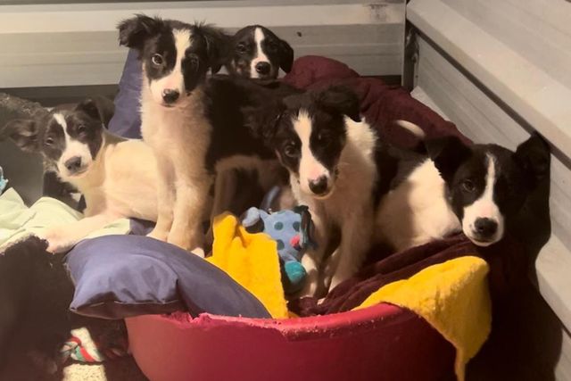 Collie puppies abandoned on roadside in County Leitrim now available to ...