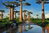 thumbnail: Grandidier's Baobab (Adansonia grandidieri) forest lining road near Morondava, Madagascar. Photo: Getty
