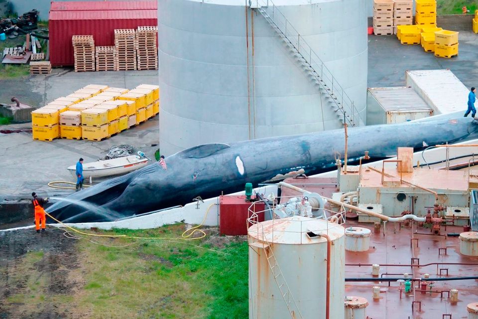 The slaughter of this whale has caused outrage