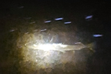 thumbnail: One of the two salmon spotted recently by local fisherman Tom Sweeney in a deep stream by the Bealick Mill, Macroom estimated to be between at least 6-7lbs