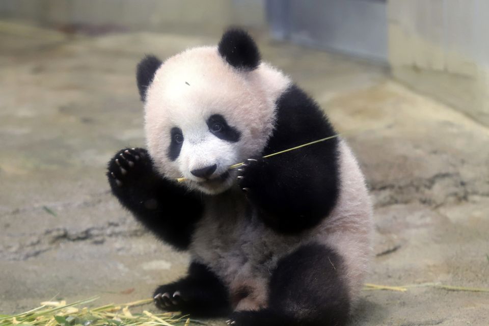 Baby Panda Loves Sports, Lose Weight for Sport Race