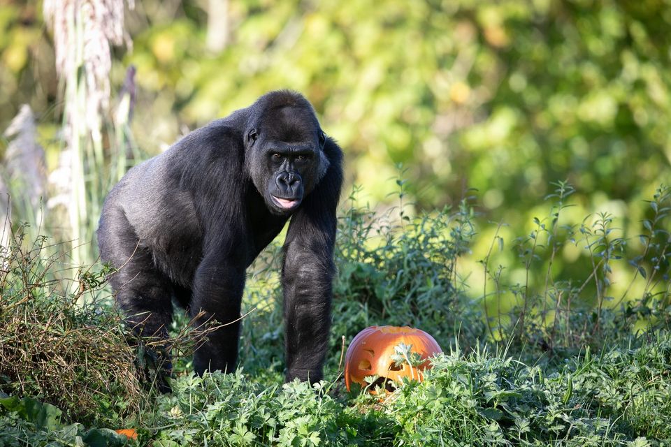 Halloween fun at Dublin Zoo