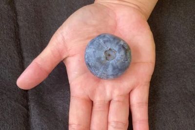 オーストラリア産ゴルフボール大の巨大ブルーベリー、史上最重量のギネス記録を更新