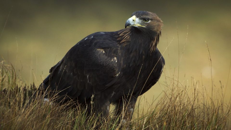 The Golden Eagle. Credit: Eire Fhiain / TG4