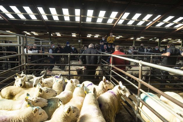 Many Sheep Farmers Quit Despite Strong Prices