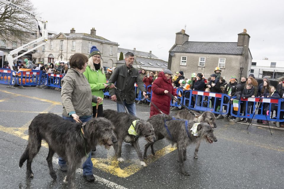 Tara Blake with Quinn, Joanna Kelly with Ruridh, Kevin Osborne with Brod and Nichola with Maeve all Irish Wolfhounds taking part in the St. Patrick's Day Parade in Blessington