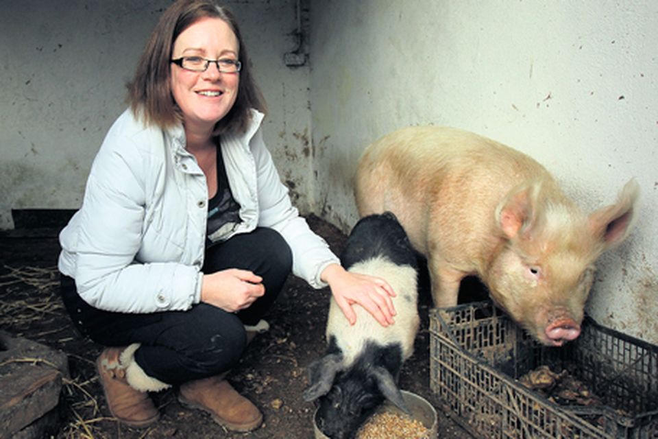 How Margaret's farm animals are tickled pink | Irish Independent