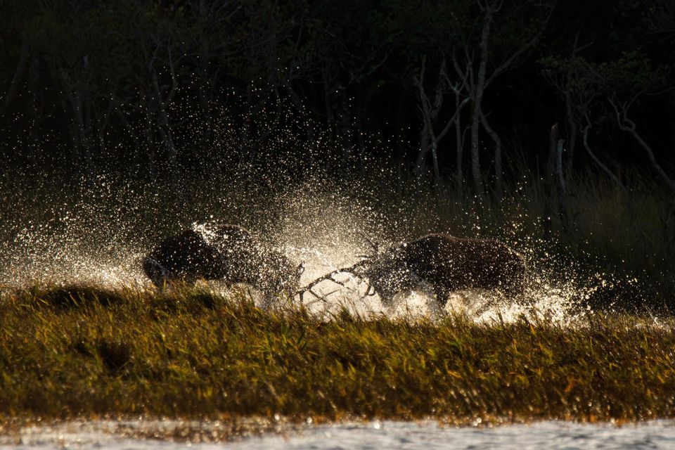 Wild Isles,26-03-2023,Grassland,3,Two red deer stags fighting in water, Killarney National Park, Ireland.,Paul Madigan,Paul Madigan