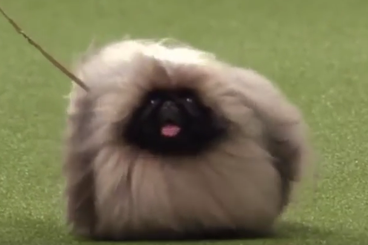 Crufts cheap pekingese 2019