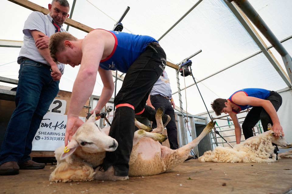 Steven Wilson from Armagh and Andy Corrigan from Wicklow take each other on in a sheep shearing competition  at the National Ploughing Championships at Ratheniska, Co Laois. Photo: Niall Carson/PA Wire