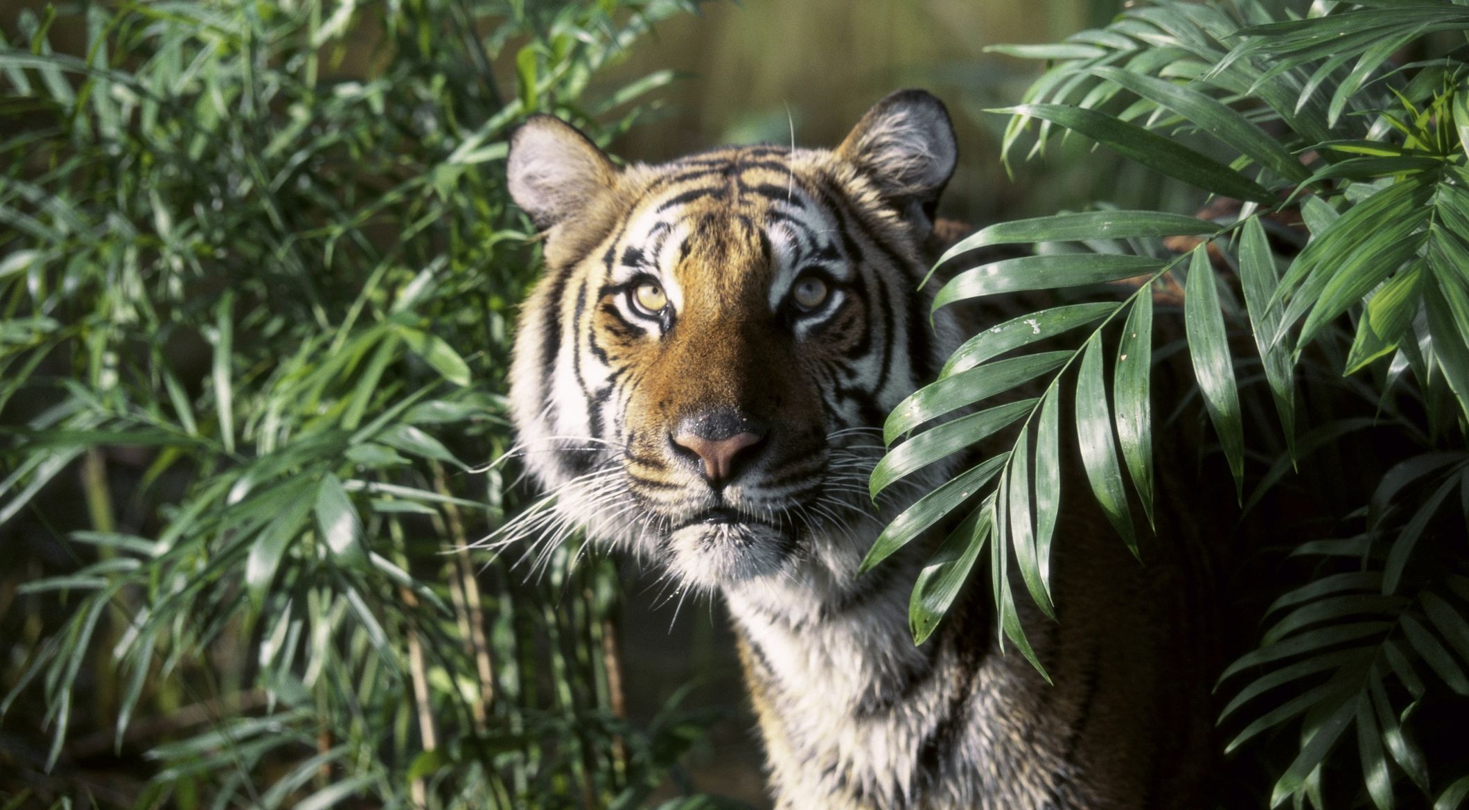 Cubs offer hope for Indochinese tigers in Thap Lan National Park, Thailand, News