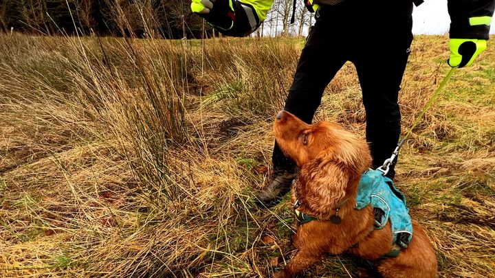 Sniffer dogs help Scottish Water locate leaks in rural areas