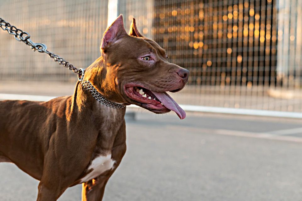 An American Bully