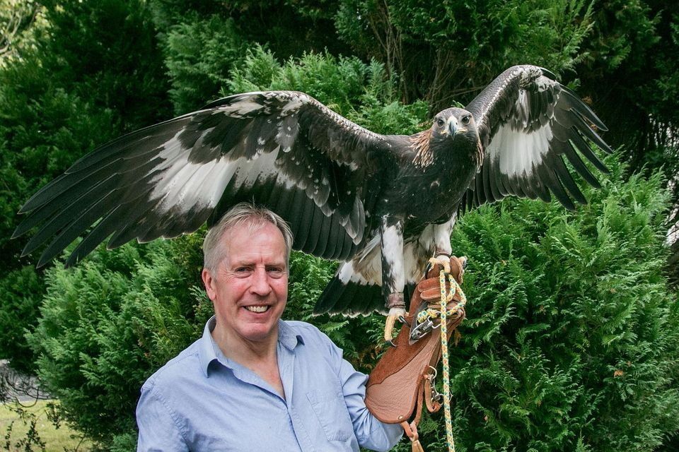 Falconer Brian McCann with his golden eagle Conan. Photo: Noel Marry