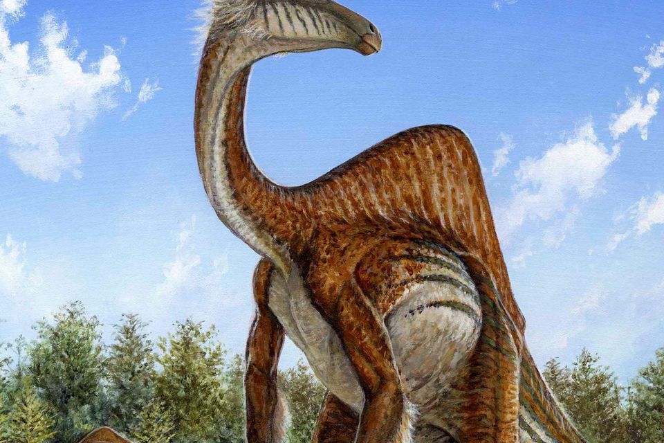 Deinocheirus mirificus, the largest known member of a group of bird-like dinosaurs, is shown in this illustration image. Scientists said on Wednesday two almost complete skeletons of the bizarre 70-million-year-old creature, Deinocheirus mirificus (meaning "unusual horrible hand"), show it boasted a combination of unorthodox traits, including the famous arms, never before seen in a single dinosaur. Photo credit: REUTERS/Michael Skrepnick/Handout
