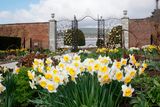 thumbnail: Daffodils in bloom in the walled garden, in front of one of the newly refurbished gates. Photo: Fran Veale