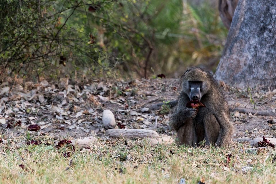 A Baboon eating flower from a sausage tree at Great Plains Duba Expedition Camp, Botswana. PA Photo/Sarah Marshall.