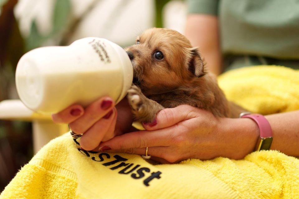 can three week old puppies drink water