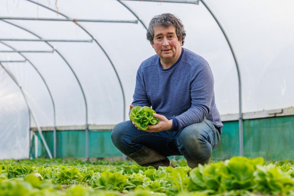 Salad days: Vincent Grace of Riversfield Organic Farm in Callan, Co Kilkenny in one of his polytunnels with the lettuce crop. Photos: Dylan Vaughan