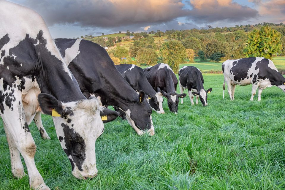 Many farmers, particularly those in the Glanbia and Kerry co-op regions, may have accumulated a substantial shareholding over the years in the form of patronage shares received from trading with their co-op. Photo: Getty