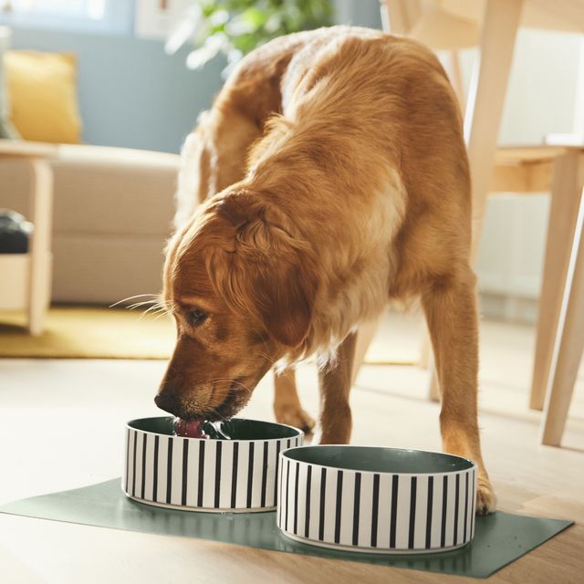 Pet bowls from Ikea's Utsådd collection