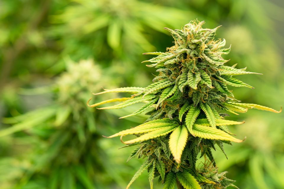 Cannabis. Stock image