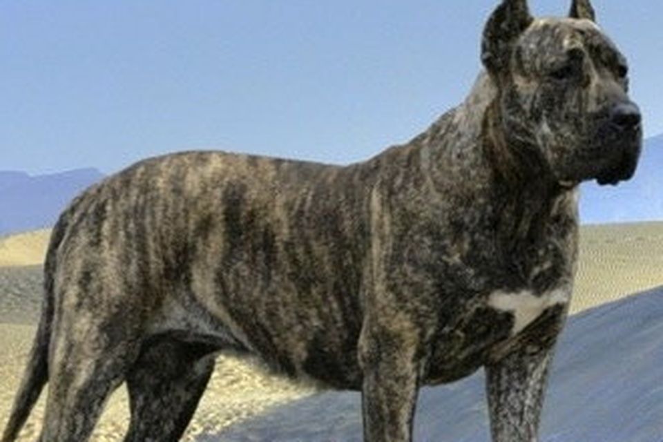 are cane corso banned in ireland?