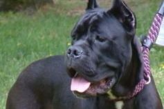 Irish hospitalizations from dog bites nearly double in two decades