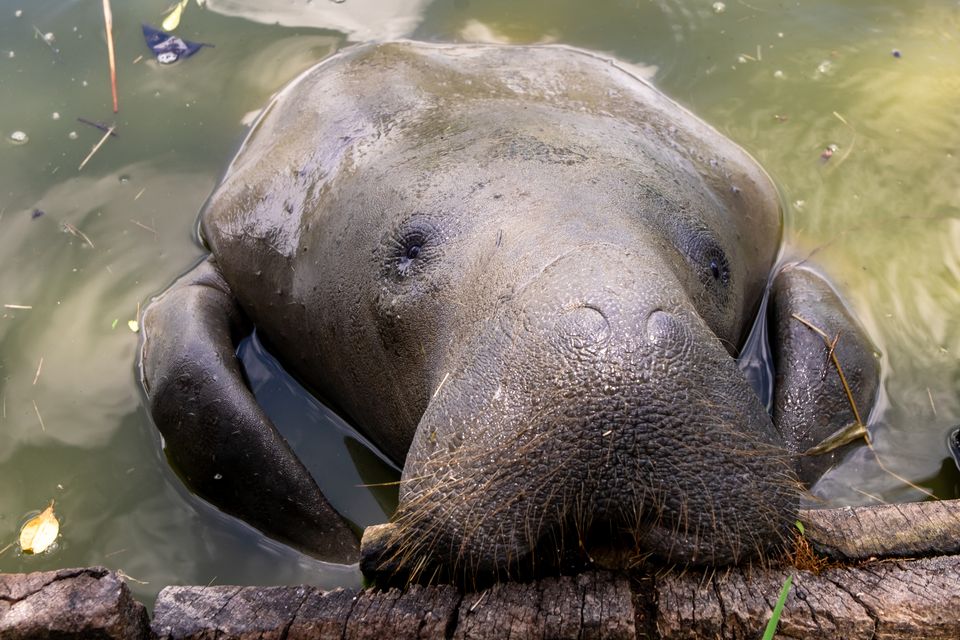 A manatee in the botanical gardens of Georgetown. PA Photo/Sarah Marshall