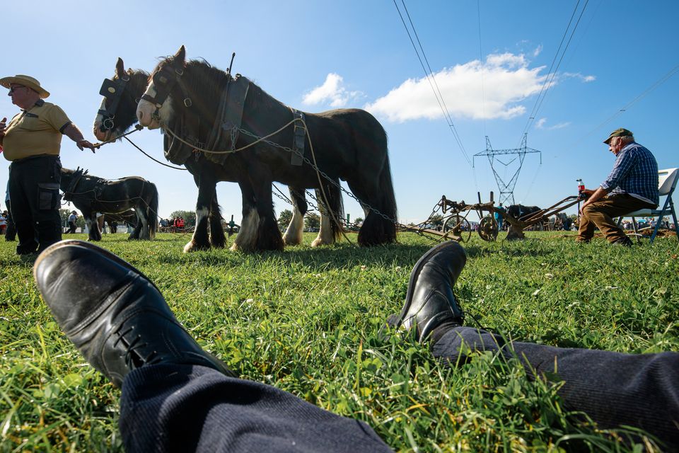 Taking a break from ploughing on day two of  the National Ploughing Championships in Ratheniska. Pic: Mark Condren