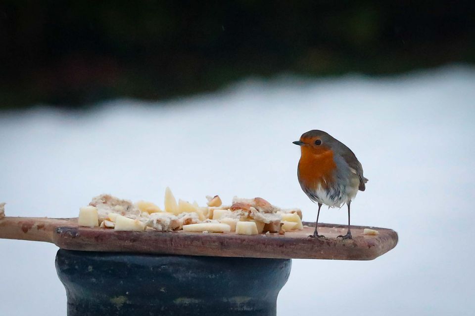 A robin eats from a bird feeder in Limerick. Photo: Damien Storan