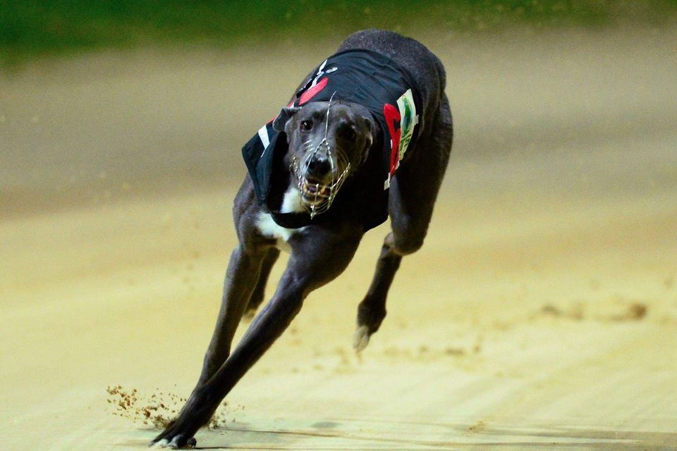 Pat Buckley’s Droopys Roddick hasn’t set the Derby on fire yet but connections are very hopeful that he will be getting stronger and stronger with each outing (Stock picture)