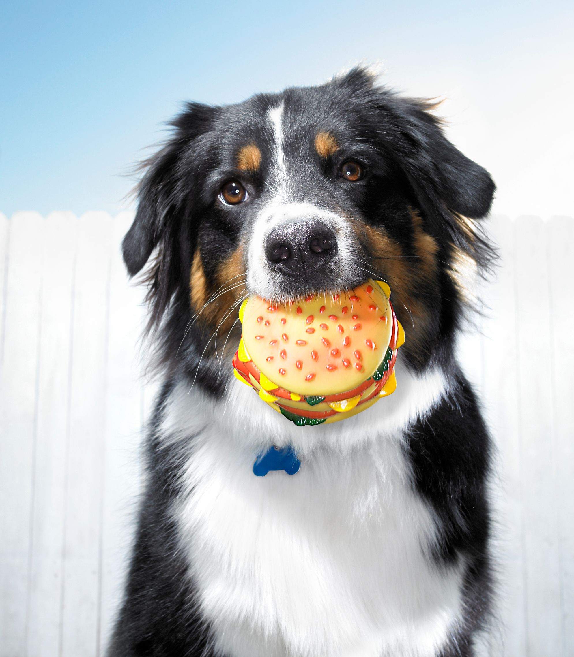 Why reusing your water bottle is more unhygienic than licking a dog toy -  Chronicle Live